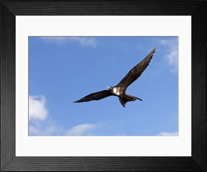 Framed Print : Picture No. 10884939 Framed Print : Picture No. 10884939