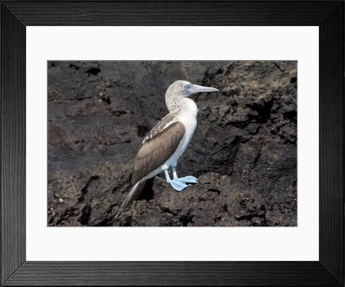 Framed Print : Picture No. 10884923 Framed Print : Picture No. 10884923