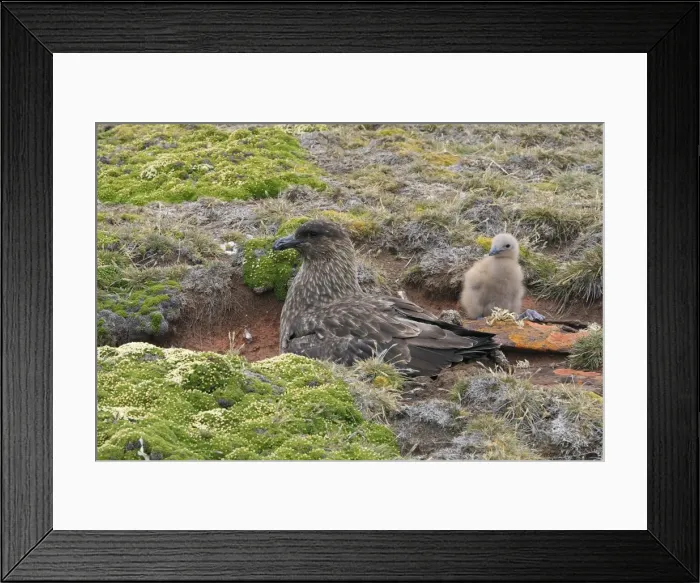 Framed Print : Picture No. 10884731 Framed Print : Picture No. 10884731