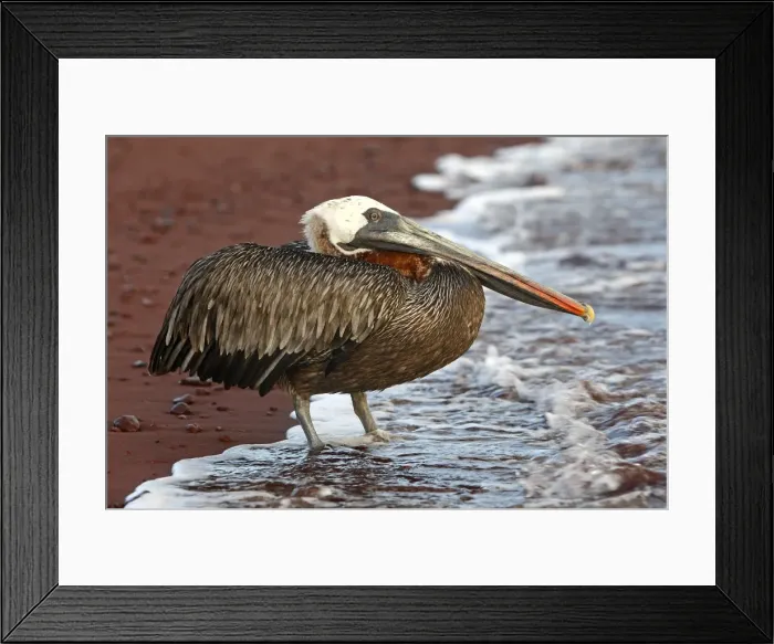 Framed Print : Picture No. 10884852 Framed Print : Picture No. 10884852
