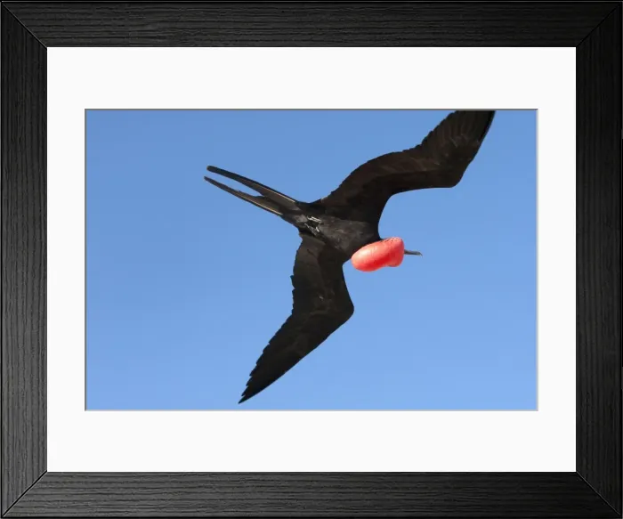 Framed Print : Picture No. 10884896 Framed Print : Picture No. 10884896