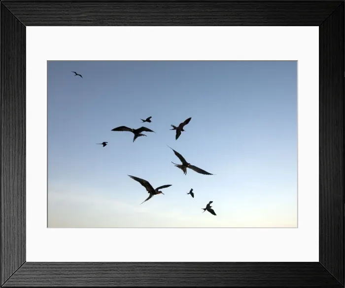 Framed Print : Picture No. 10884901 Framed Print : Picture No. 10884901