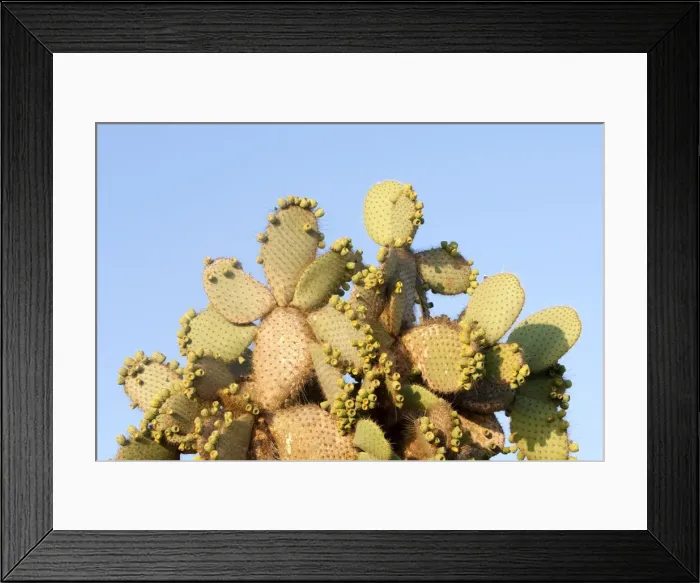 Framed Print : Picture No. 10884929 Framed Print : Picture No. 10884929