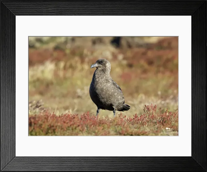 Framed Print : Picture No. 10884738 Framed Print : Picture No. 10884738