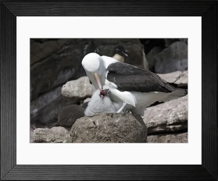 Framed Print : Picture No. 10884836 Framed Print : Picture No. 10884836