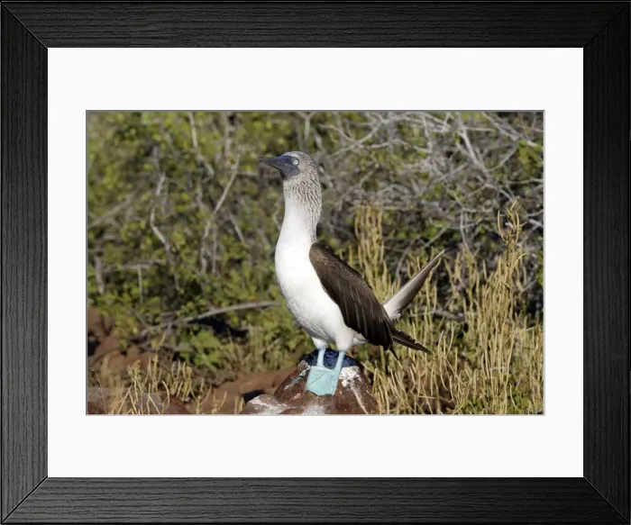 Framed Print : Picture No. 10884921 Framed Print : Picture No. 10884921