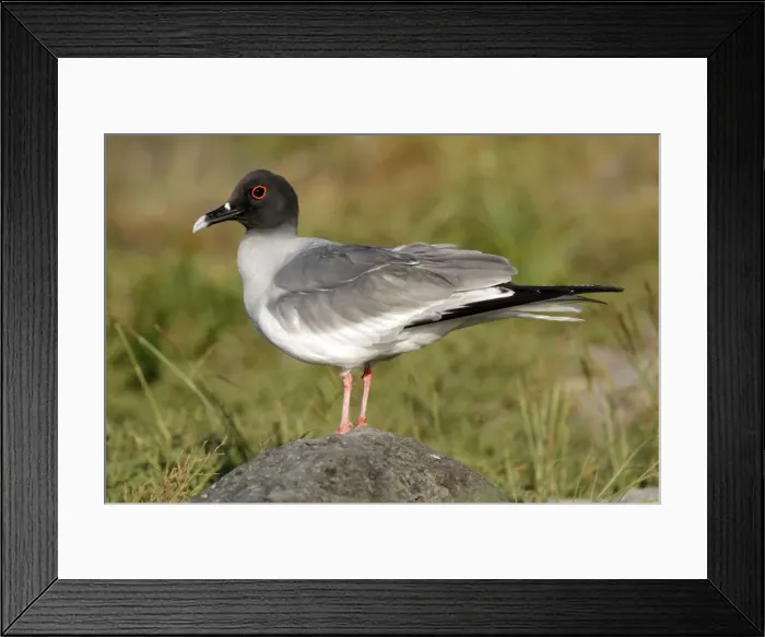 Framed Print : Picture No. 10884889 Framed Print : Picture No. 10884889