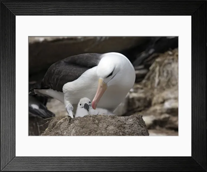 Framed Print : Picture No. 10884833 Framed Print : Picture No. 10884833