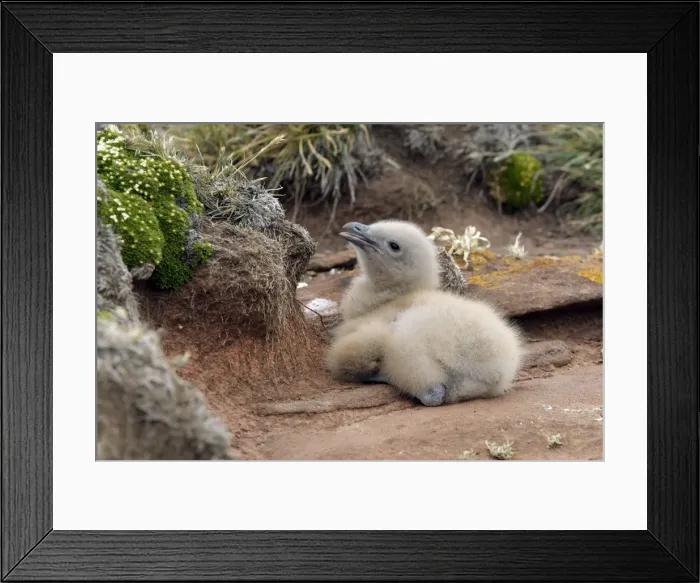 Framed Print : Picture No. 10884736 Framed Print : Picture No. 10884736