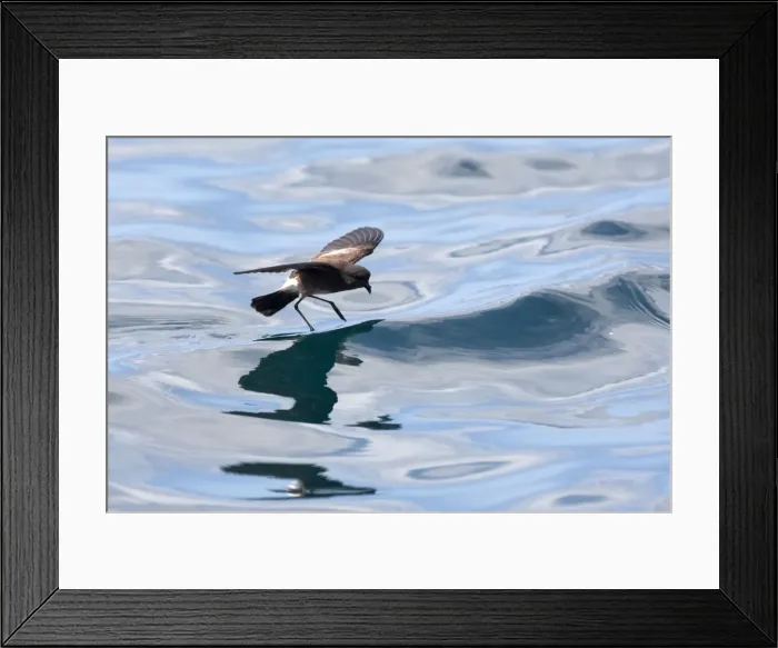 Framed Print : Picture No. 10884886