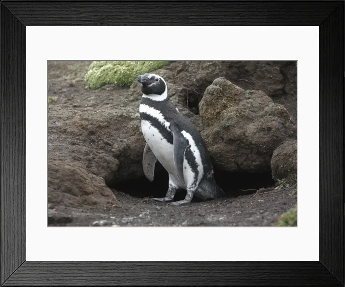 Framed Print : Picture No. 10884721 Framed Print : Picture No. 10884721