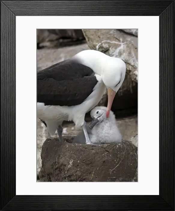 Framed Print : Picture No. 10884830 Framed Print : Picture No. 10884830