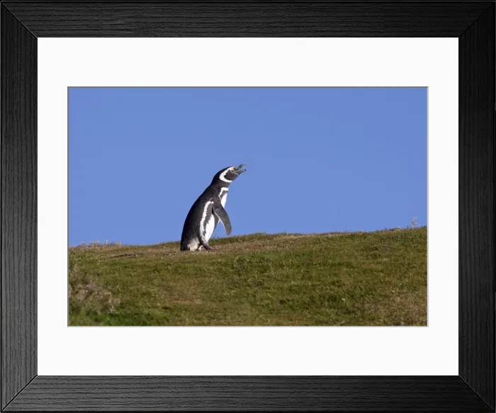 Framed Print : Picture No. 10884725 Framed Print : Picture No. 10884725