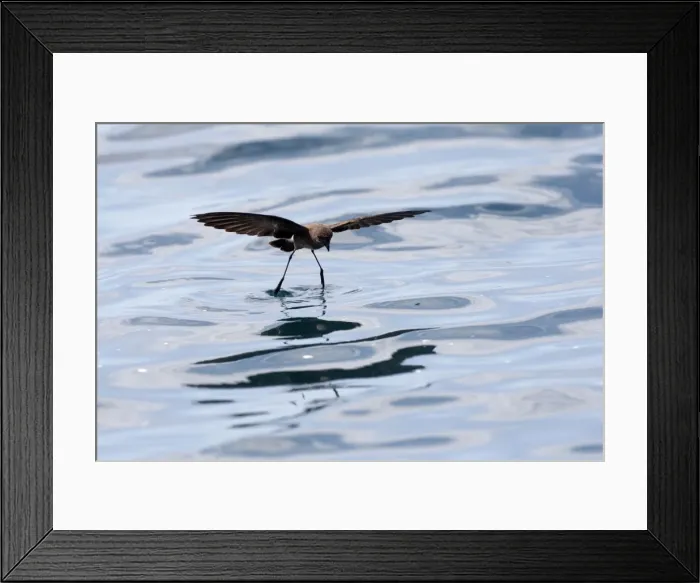 Framed Print : Picture No. 10884885