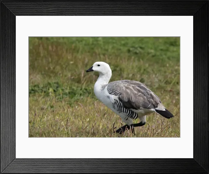 Framed Print : Picture No. 10884713 Framed Print : Picture No. 10884713