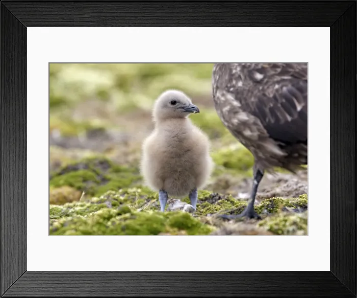 Framed Print : Picture No. 10884734 Framed Print : Picture No. 10884734