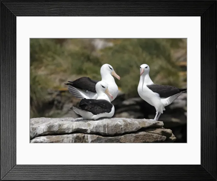 Framed Print : Picture No. 10884838 Framed Print : Picture No. 10884838