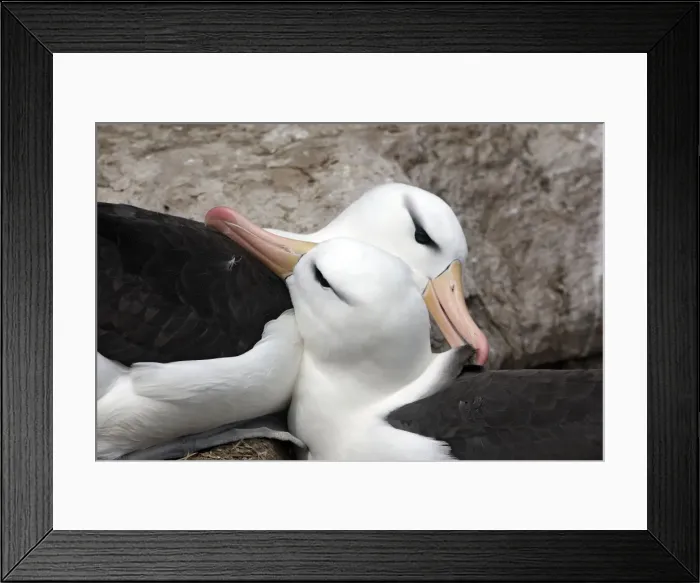 Framed Print : Picture No. 10884829 Framed Print : Picture No. 10884829