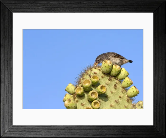 Framed Print : Picture No. 10884910 Framed Print : Picture No. 10884910