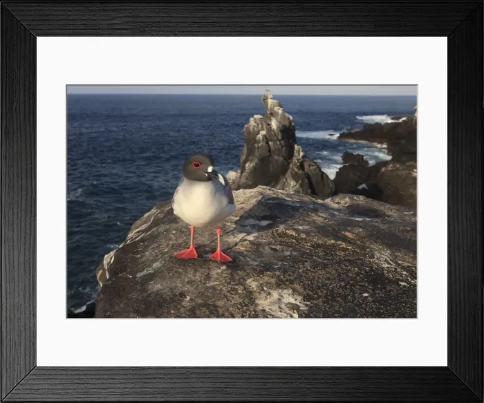 Framed Print : Picture No. 10884936 Framed Print : Picture No. 10884936