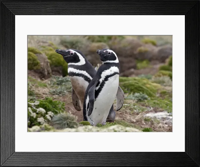 Framed Print : Picture No. 10884722 Framed Print : Picture No. 10884722