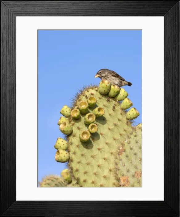 Framed Print : Picture No. 10884909 Framed Print : Picture No. 10884909