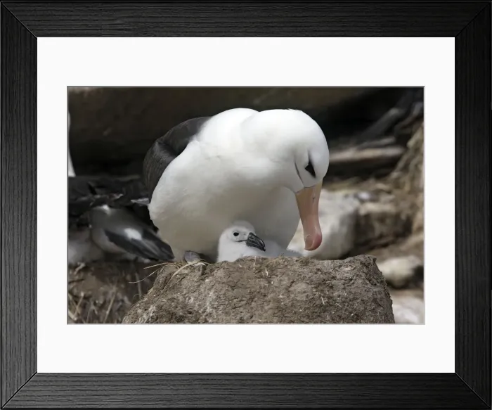 Framed Print : Picture No. 10884832 Framed Print : Picture No. 10884832