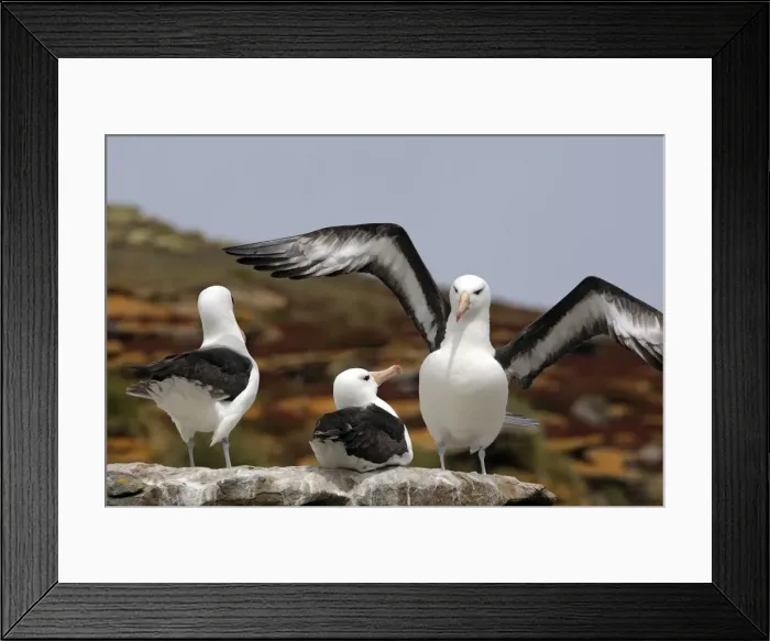Framed Print : Picture No. 10884825 Framed Print : Picture No. 10884825