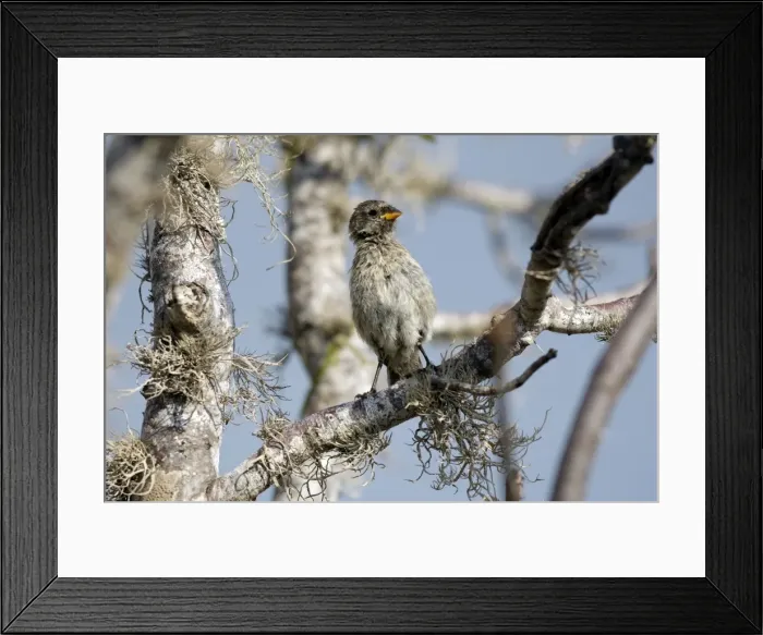 Framed Print : Picture No. 10884882 Framed Print : Picture No. 10884882