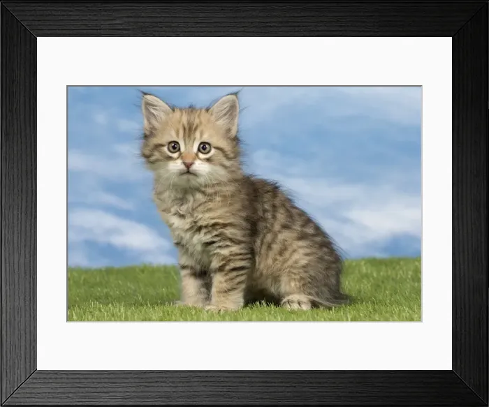 Framed Print : Picture No. 10886404 Framed Print : Picture No. 10886404