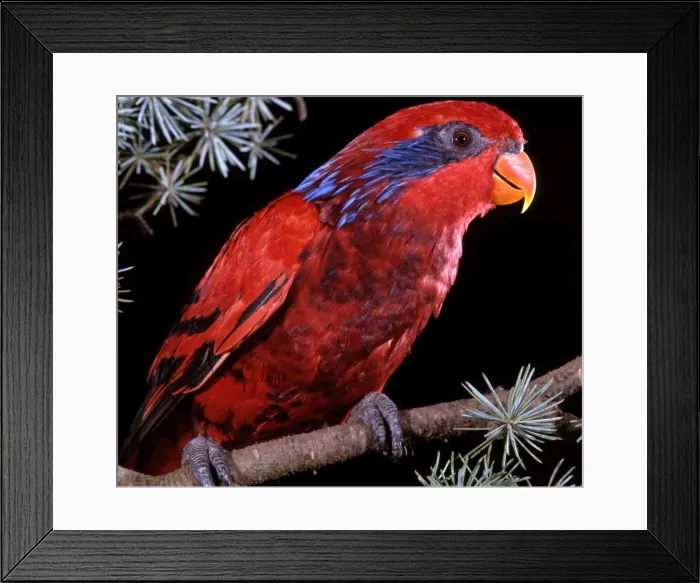 Framed Print : Picture No. 10886385 Framed Print : Picture No. 10886385
