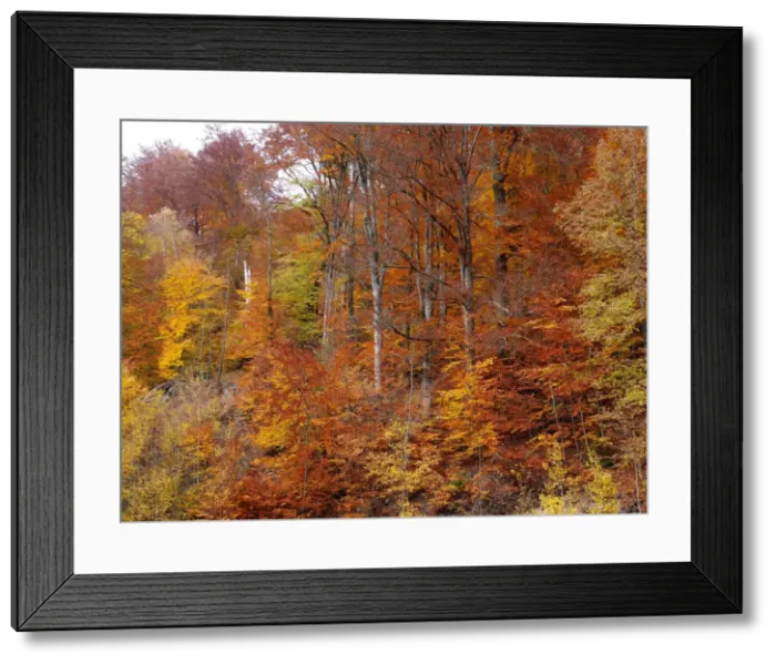 Framed Print : Picture No. 10886459 Framed Print : Picture No. 10886459