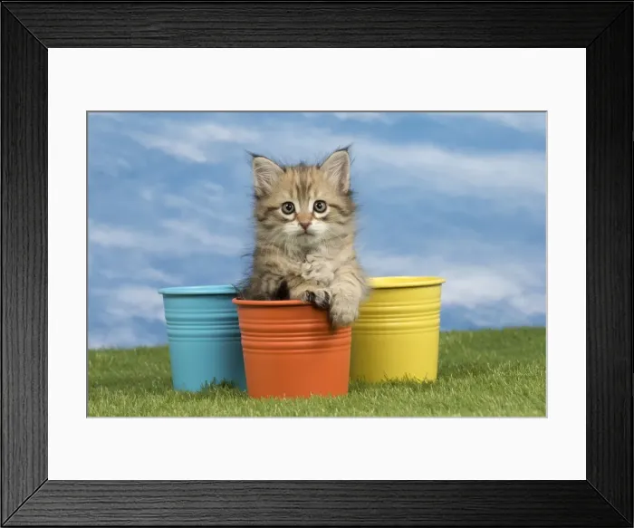 Framed Print : Picture No. 10886406 Framed Print : Picture No. 10886406