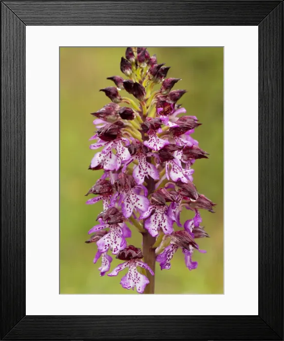 Framed Print : Picture No. 10886413 Framed Print : Picture No. 10886413