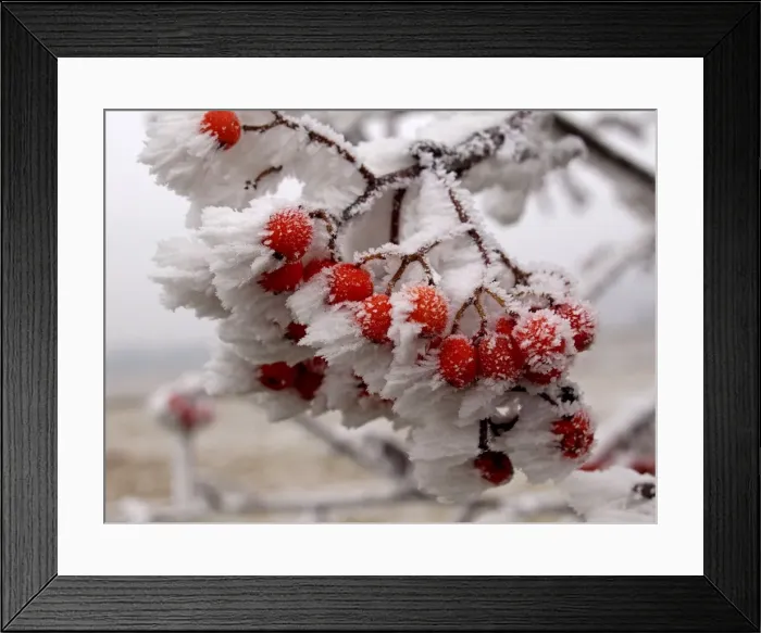 Framed Print : Picture No. 10886500 Framed Print : Picture No. 10886500