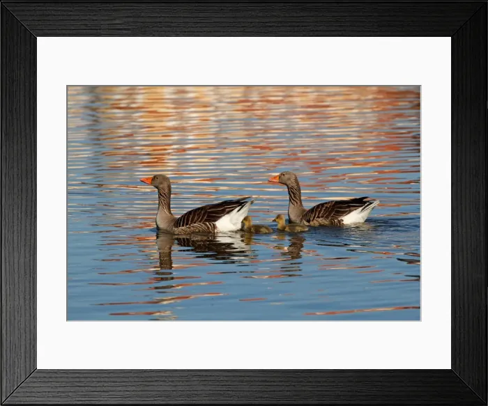 Framed Print : Picture No. 10886454 Framed Print : Picture No. 10886454