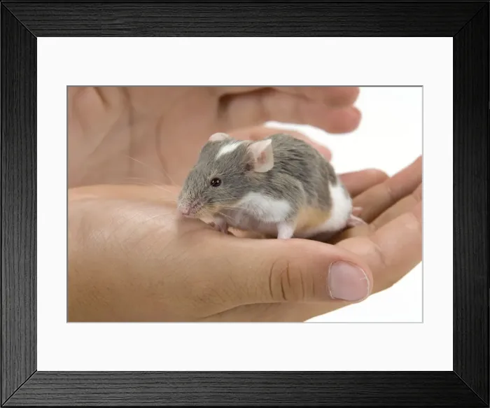 Framed Print : Picture No. 10886408 Framed Print : Picture No. 10886408