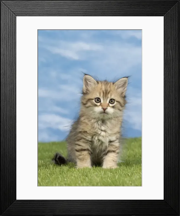 Framed Print : Picture No. 10886405 Framed Print : Picture No. 10886405
