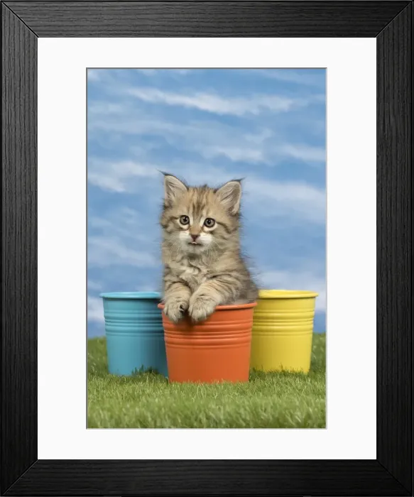 Framed Print : Picture No. 10886407 Framed Print : Picture No. 10886407