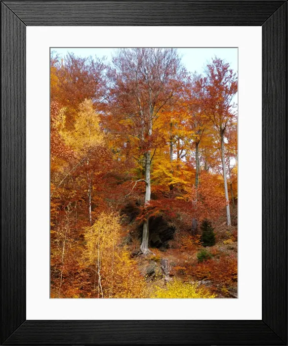 Framed Print : Picture No. 10886460 Framed Print : Picture No. 10886460