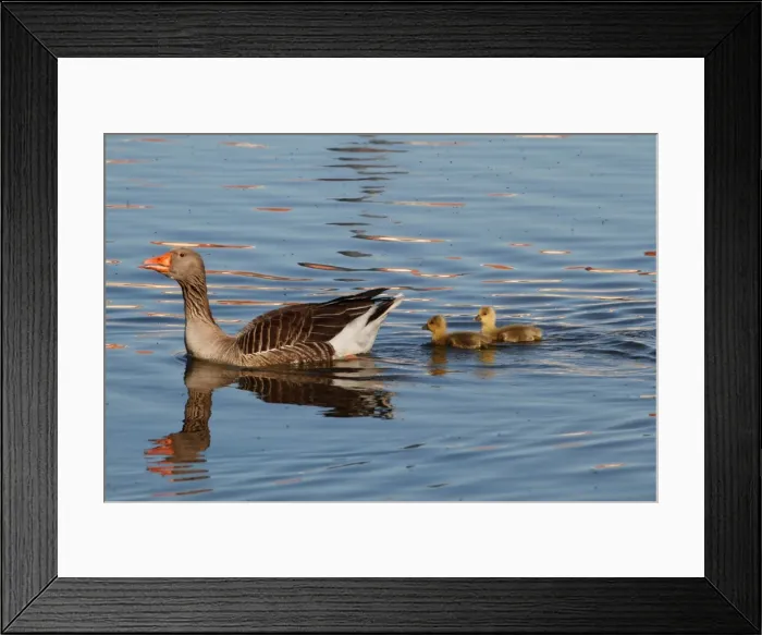 Framed Print : Picture No. 10886453 Framed Print : Picture No. 10886453