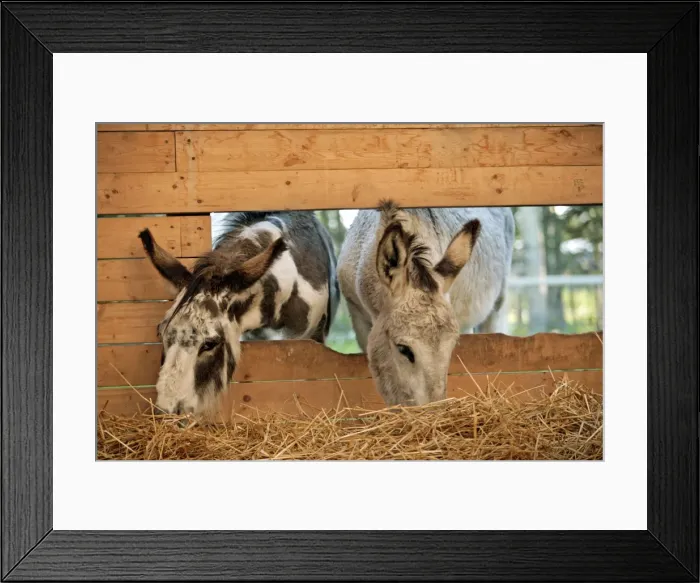 Framed Print : Picture No. 10886740 Framed Print : Picture No. 10886740
