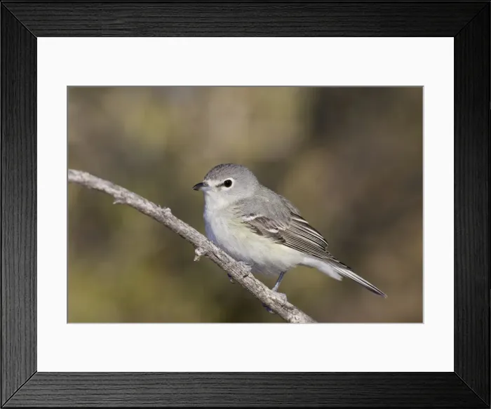 Framed Print : Picture No. 10885340 Framed Print : Picture No. 10885340