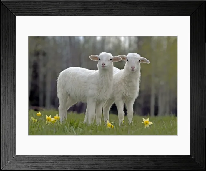 Framed Print : Picture No. 10886759 Framed Print : Picture No. 10886759