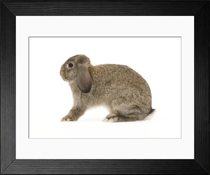 Framed Print : Picture No. 10886708 Framed Print : Picture No. 10886708