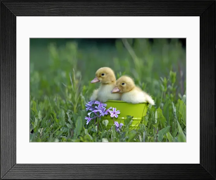 Framed Print : Picture No. 10886747 Framed Print : Picture No. 10886747