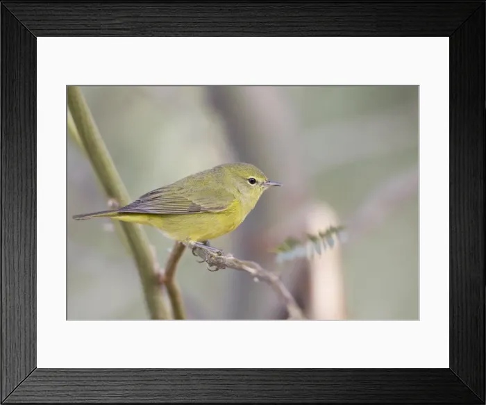 Framed Print : Picture No. 10885331 Framed Print : Picture No. 10885331