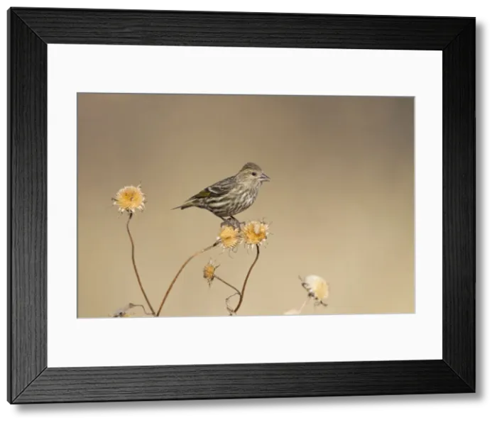 Framed Print : Picture No. 10885339