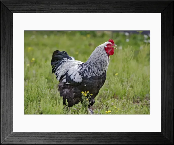 Framed Print : Picture No. 10886733 Framed Print : Picture No. 10886733