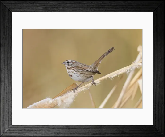 Framed Print : Picture No. 10885369 Framed Print : Picture No. 10885369